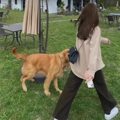 野狗们